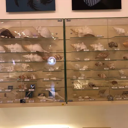 B16 فيلة *